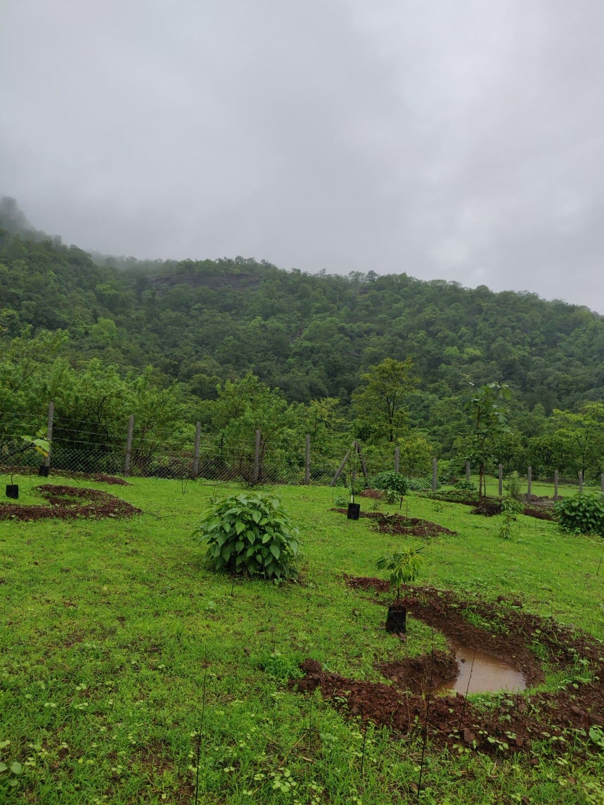 Boomerang trenches dug for plantation on sandy loam slopes