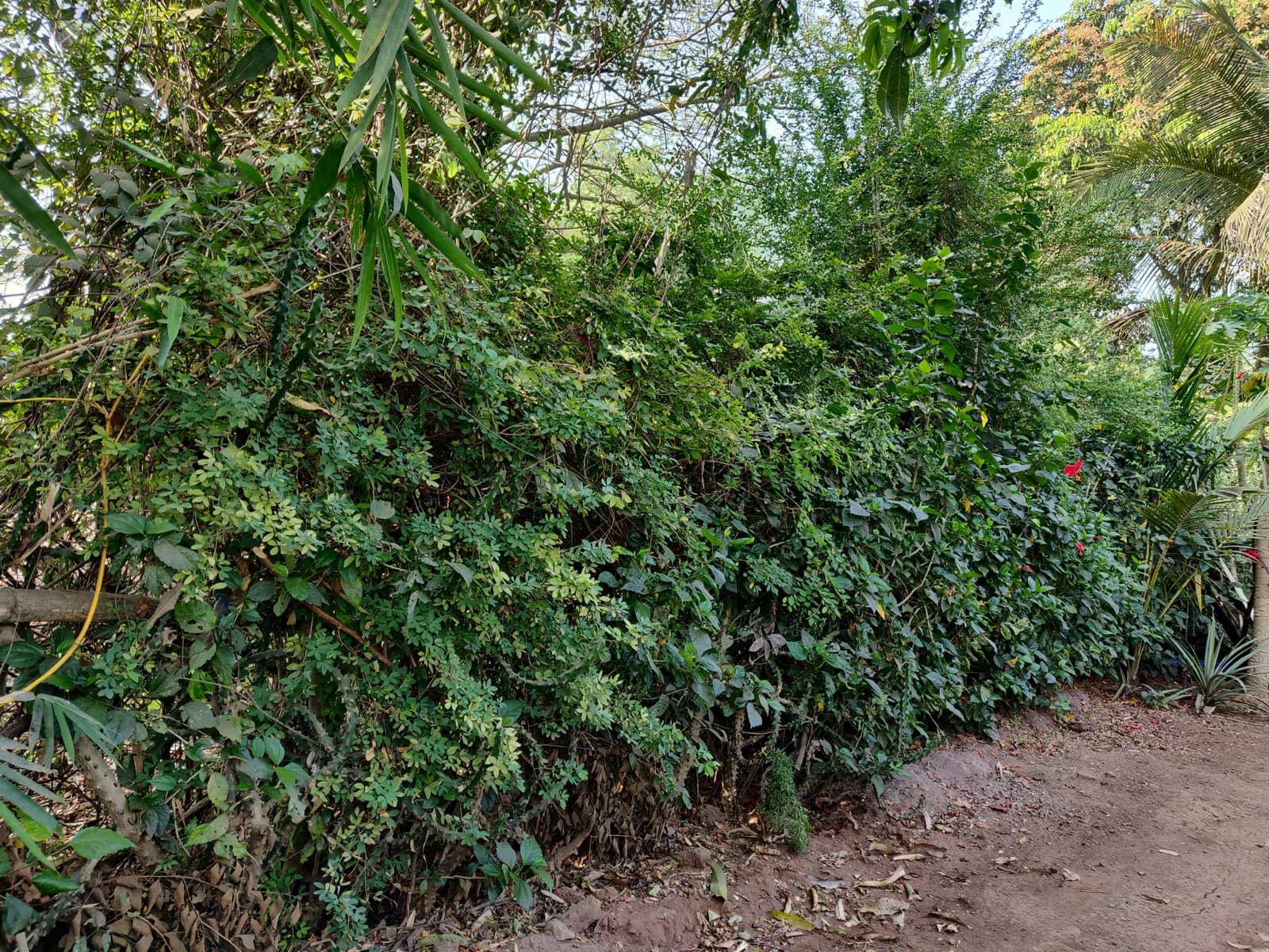 A dense living fence protecting the property