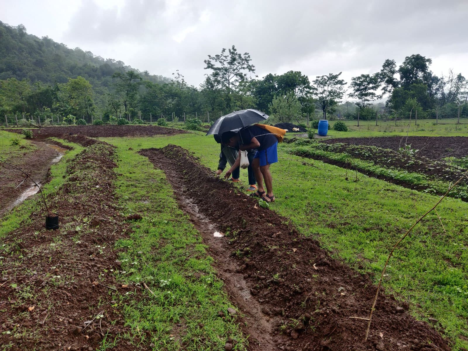 Swales holding water during the monsoon