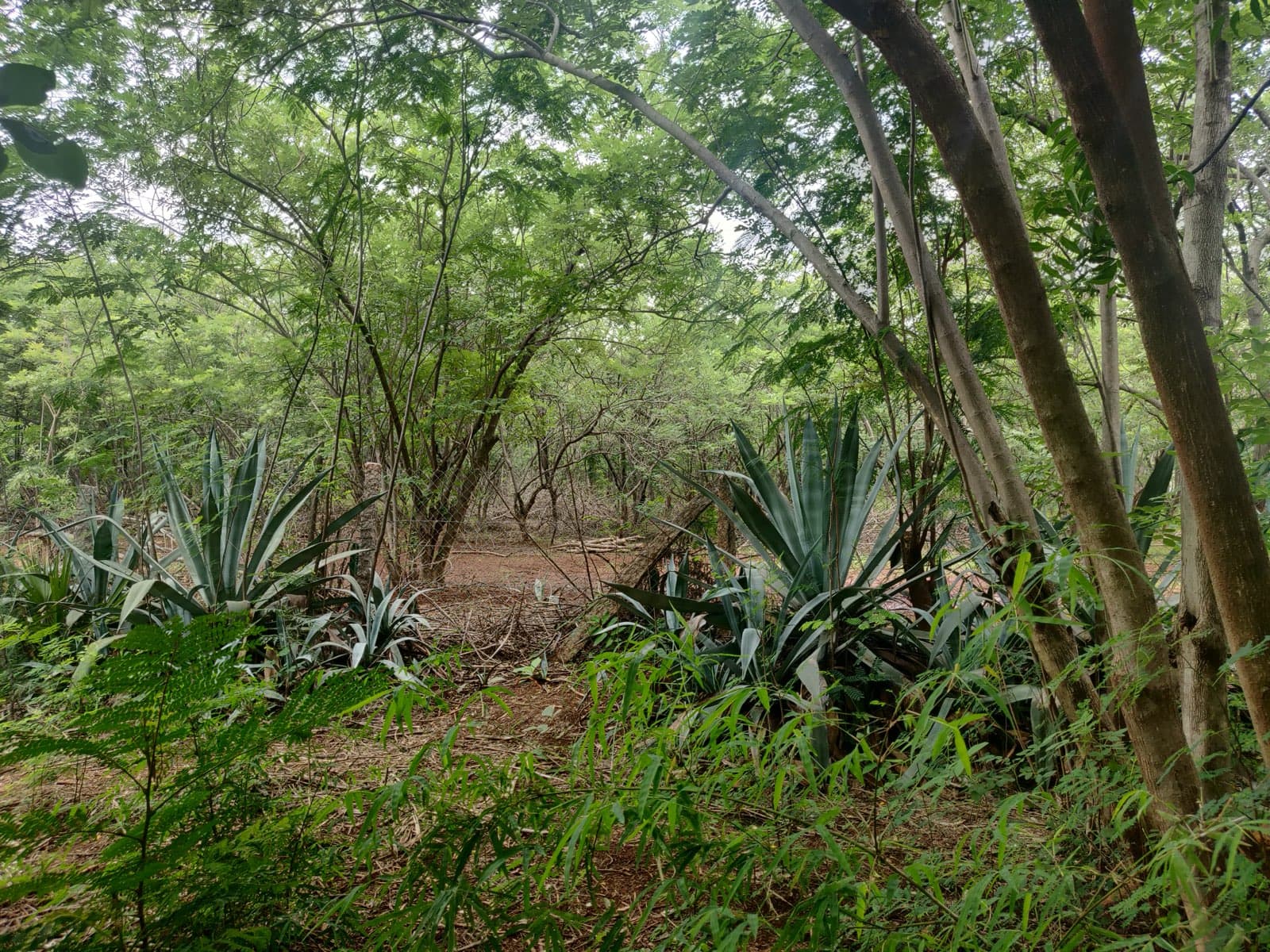 Agave planted along a fence line as a fire-resistant barrier