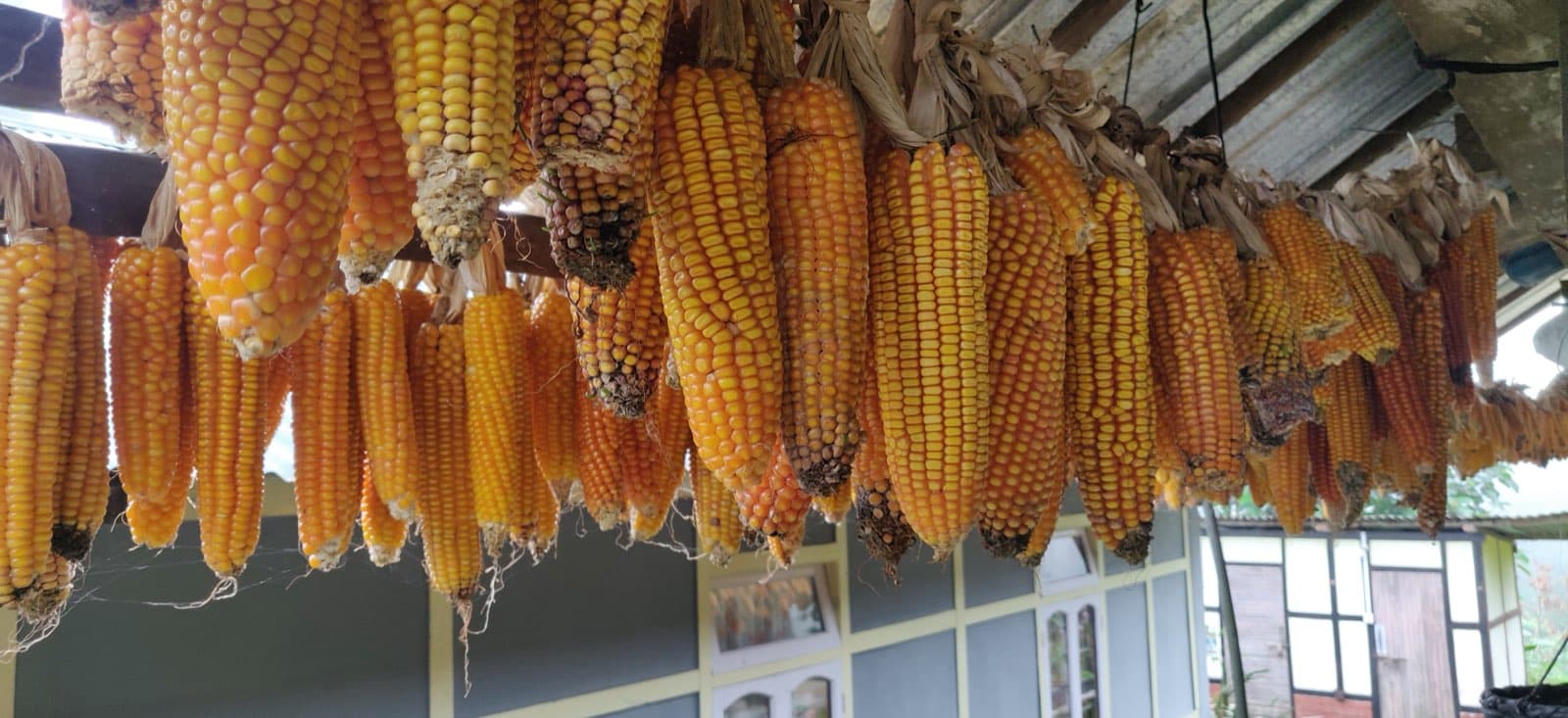 Corn growing in a polyculture
