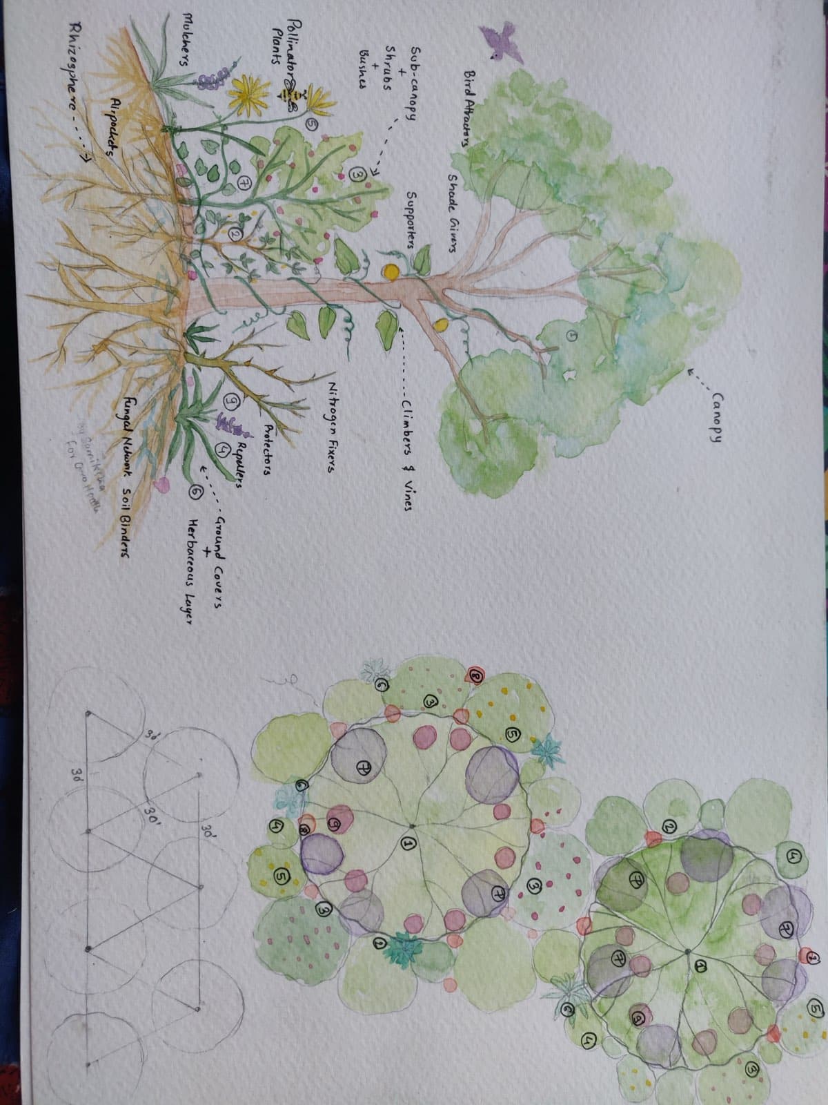A plant guild thriving in a cultivated ecology
