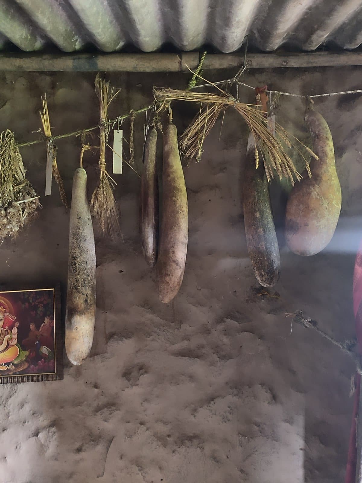 Seeds hung for drying and saving