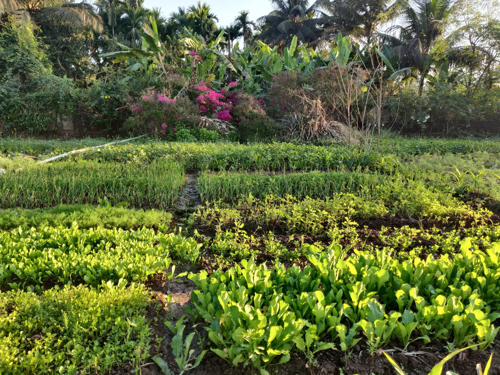 A managed winter vegetable farm